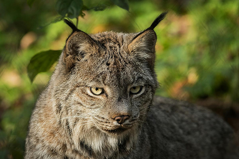 В Беларуси впервые за 40 лет добыли рысь