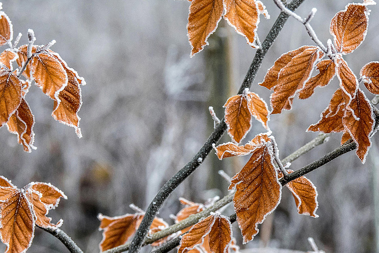 До 9 градусов мороза: осень в Беларуси сдаст позиции к середине ноября