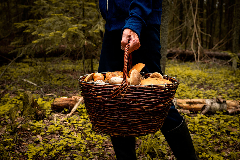 Белорус нашел гигантский гриб – полное лукошко можно собрать и в ноябре