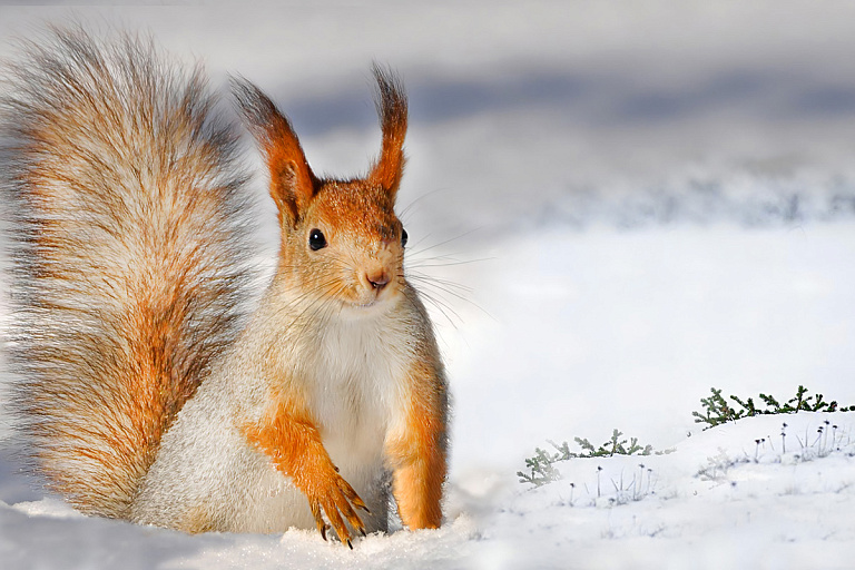 Снегопады и сильные морозы или "каля нуля" – синоптики спорят о зиме