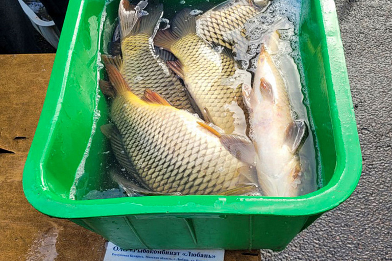 Белорусы смогут удить новых карпов – ученые вывели улучшенную породу