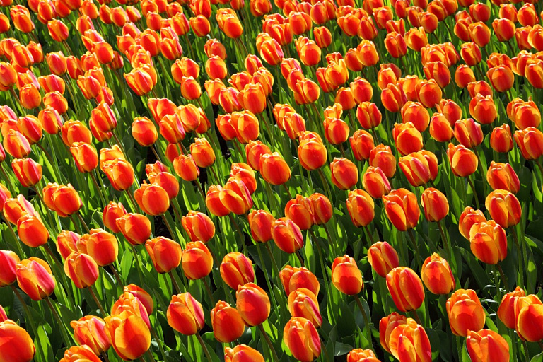 Посадите это до морозов – и весной сад утонет в цветах