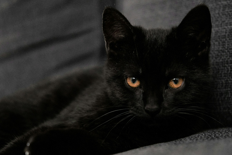 В Минске организуют акцию по спасению "несчастливых" котиков