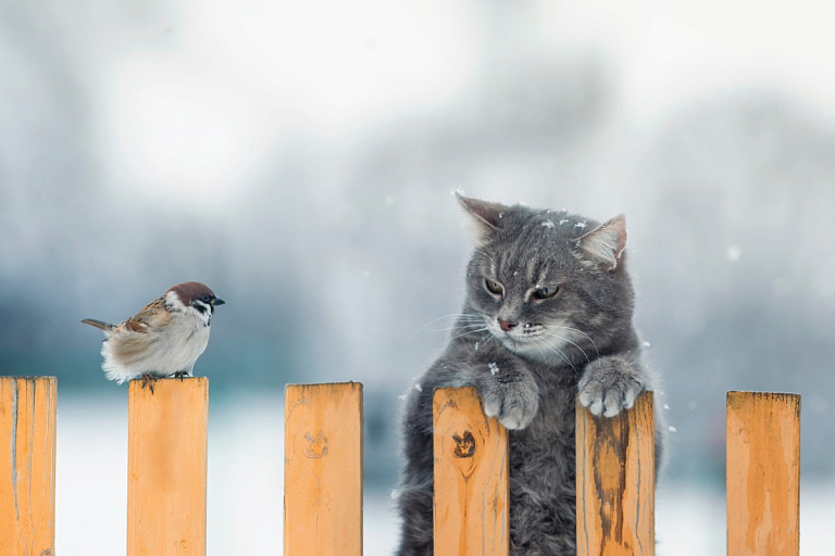 Зима уже здесь – в Беларуси выпал первый снег