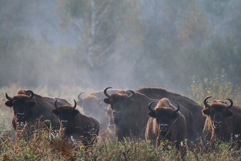 Беларусь оказалась лишь на третьем месте по количеству зубров – кто впереди