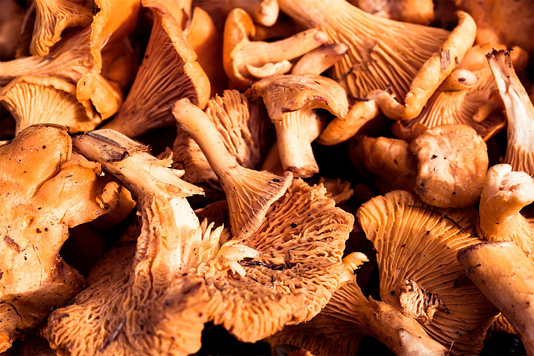 Не страшны и заморозки: белоруска показала, сколько грибов собрала в ноябре