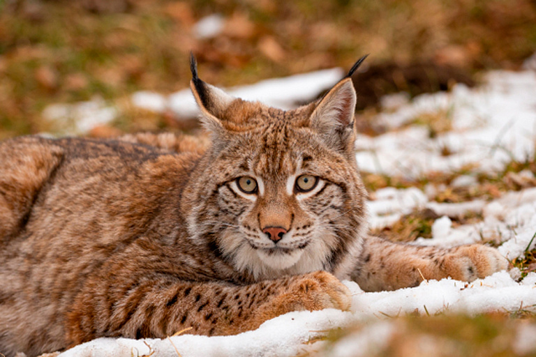 Сколько в Беларуси рысей и где они обитают, рассказали в БООР
