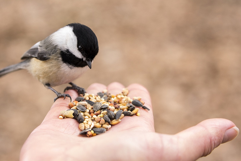 Юристы рассказали, можно ли вешать кормушку за окном, – ответ вас удивит