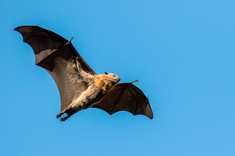 В Бресте у многоэтажки нашли стаю летучих мышей – животные в опасности