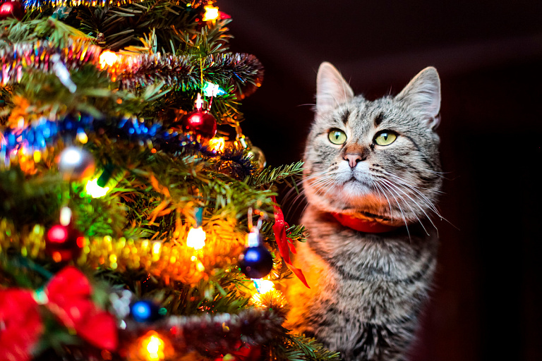 В Минской области установят 61 новогоднюю елку – где будет самая высокая