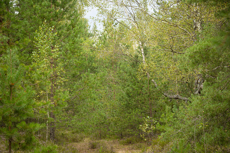 Беларусь приросла сотнями тысяч деревьев – где зелени стало больше