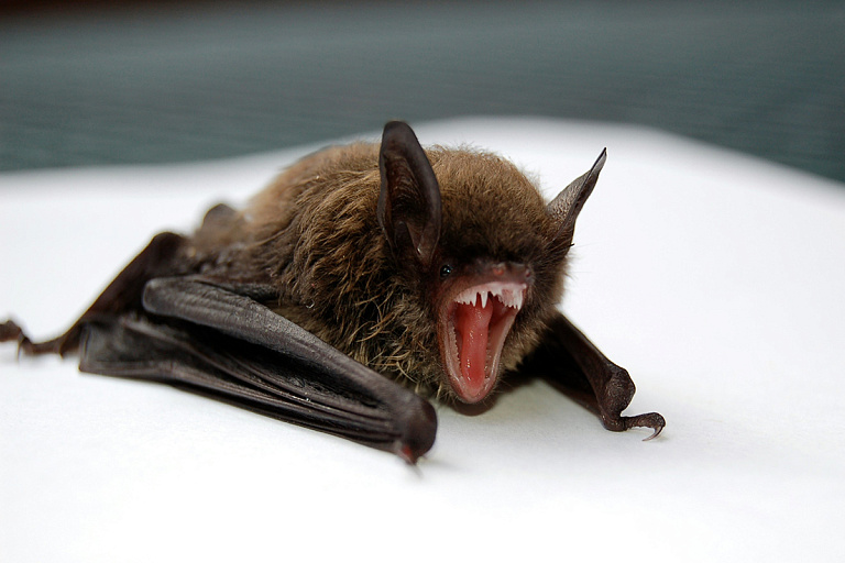 Нельзя просто так выбросить: что делать, если нашел летучих мышей