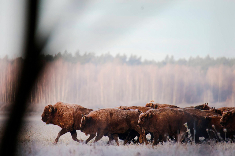 Зимняя красота – белорусский нацпарк показал фото заснеженных зубров