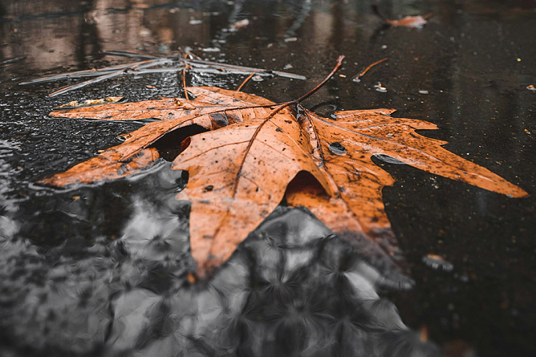 Последний вайб осени: в Беларуси еще будет 10 градусов тепла