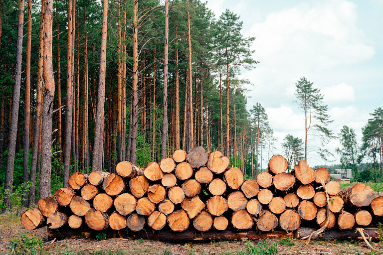 А как зиму пережить: белорусы в деревнях несколько месяцев ждут дрова