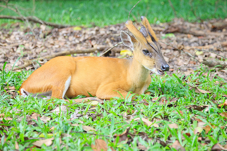 Снова девочка: у постояльцев Гродненского зоопарка пополнение – как назвали