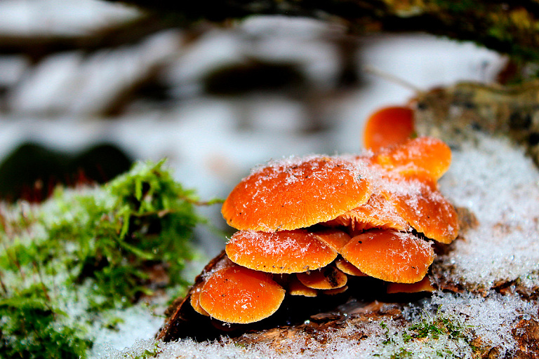 "Как только растает, опять поеду": белорусы никак не угомонятся с грибами