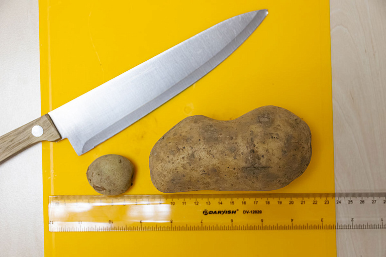 У картошки теперь свой стандарт: сходили в магазин, вооружившись линейкой