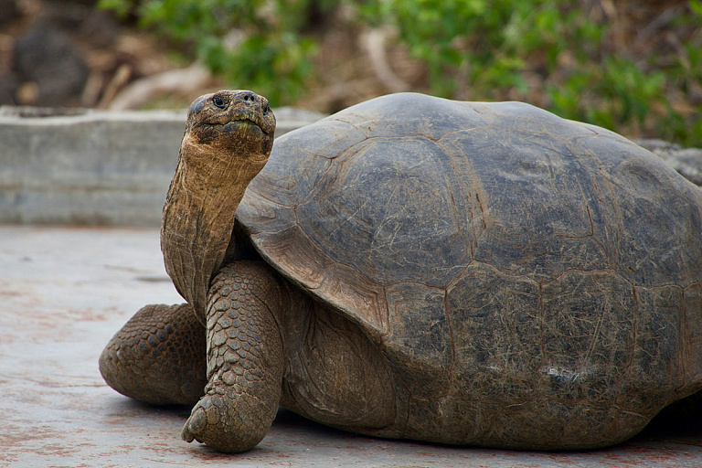 Не стало черепахи, прожившей почти полтора столетия, – ее история удивляет