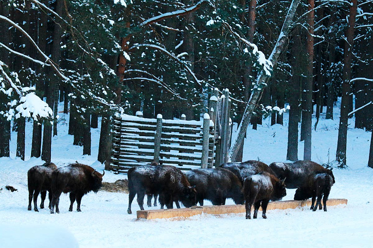 Чем подкармливают диких животных в холода, рассказали в Беловежской пуще