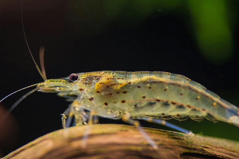 "Ранимые создания": белорус выращивает креветок и зовет на дегустацию