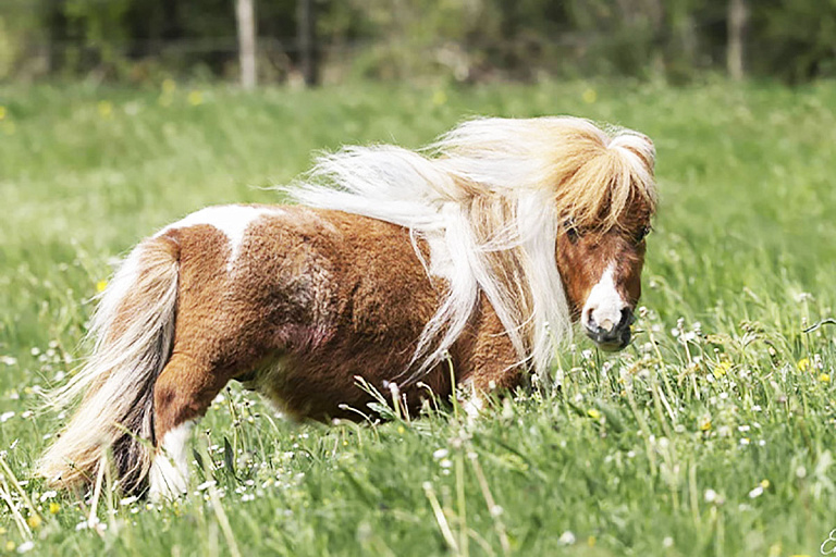 Конь Пумукель попал в Книгу рекордов Гиннесса – "забавный каприз природы"