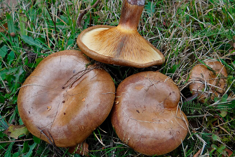 Белоруска отравилась грибами, которые до сих пор многие собирают