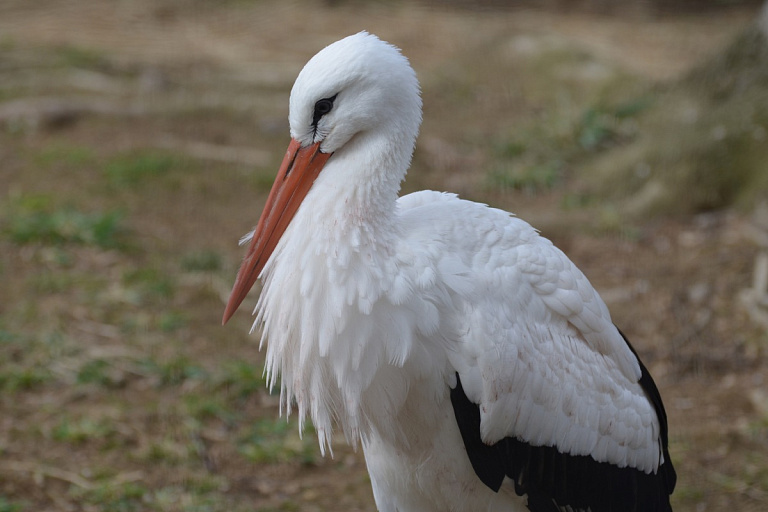 Кормили как кур – в Бресте спасали аиста
