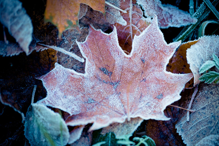 Куда подевался весь снег: Рябов предсказал погоду на начало декабря