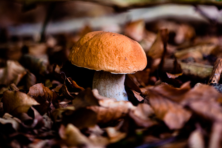 "Перестаньте врать": белорусы снова хвастаются грибами – многие не верят