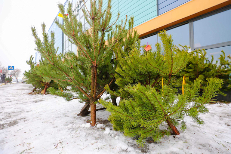 Во сколько белорусам обойдется живая елка в этом году – узнали цены