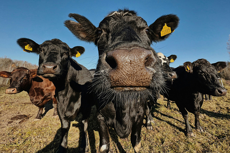 Стадо неуправляемых коров атакует деревни на Гродненщине – видео