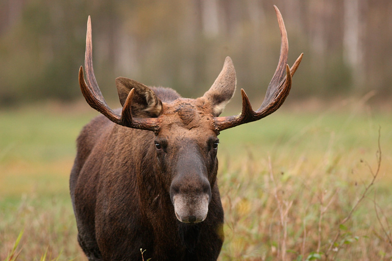 Лоси стали чаще выходить на трассы в Беларуси – виноваты люди