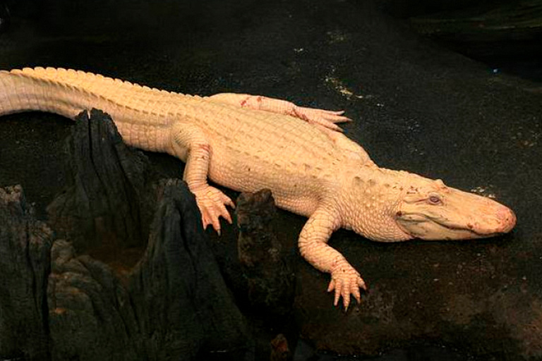 Мир прощается с редким аллигатором-альбиносом – ему было 30 лет