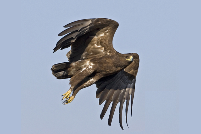 Места обитания редких птиц нашли в Беларуси – зоны теперь под охраной