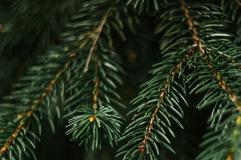 Можно ли белорусам безнаказанно выкопать в лесу елку – что говорит юрист