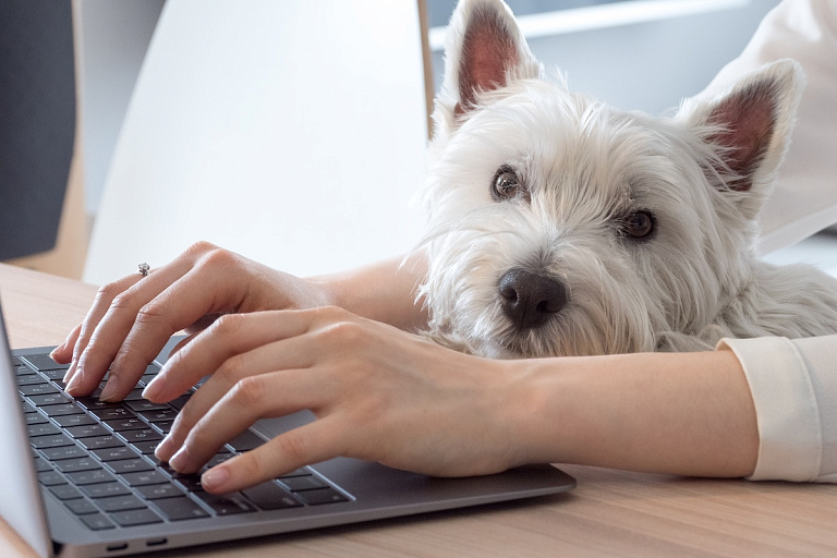 Пес воспрещен: власти рассказали, где нельзя гулять с животными