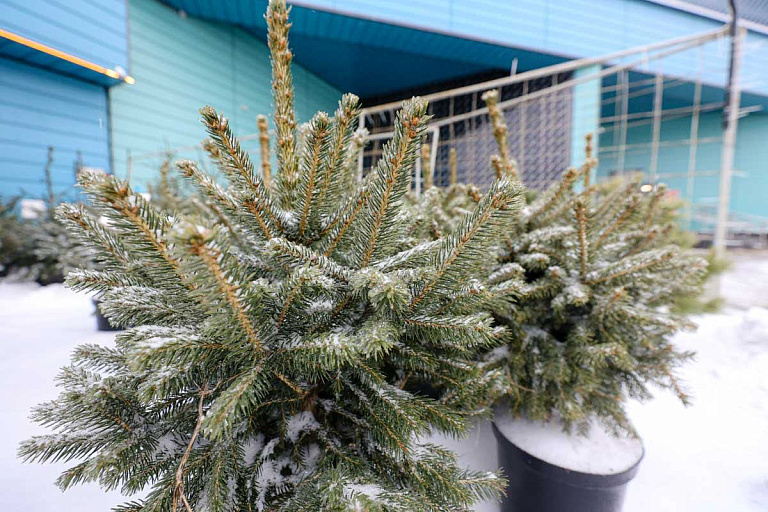 Минлесхоз начнет "охоту" на любителей бесплатных елок – узнали когда