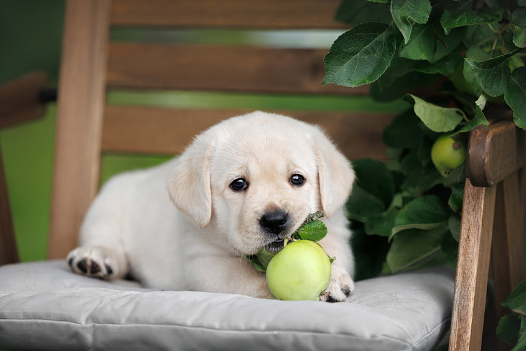Пристроить не вышло – выкинула: белоруска жестоко обошлась со щенками