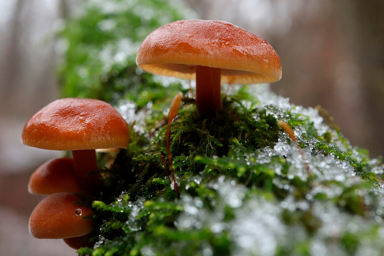 "Столько зла": белоруска набрала зимних грибов – а ее обвинили в воровстве