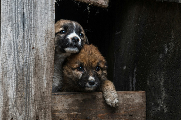 В Могилеве мужчина расстрелял из пневматики бездомных щенков