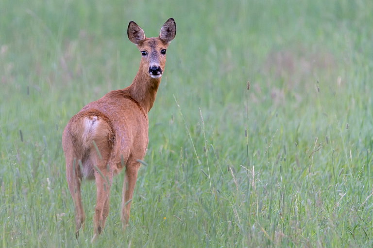 Косуля забежала во двор к жителю деревни – что сказали в Минприроды