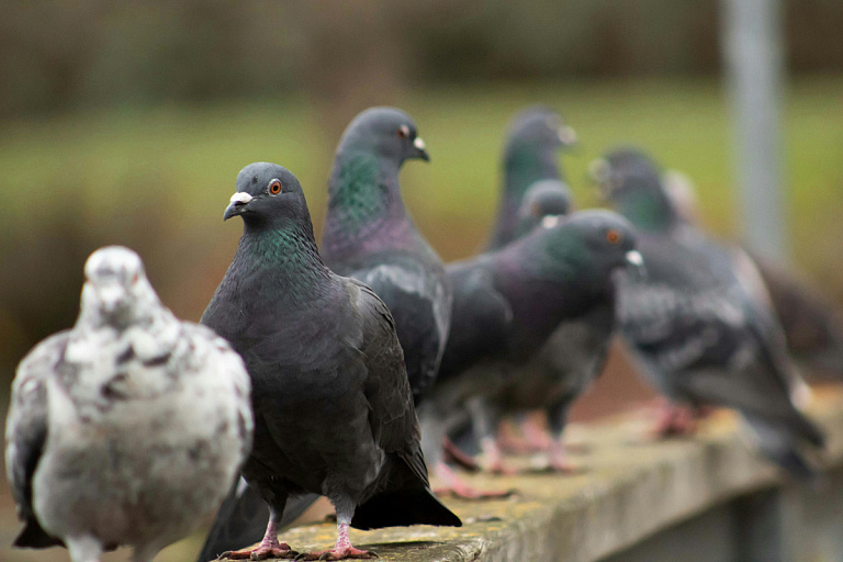 Минчанин мучил птиц на глазах у прохожих – выдался плохой день