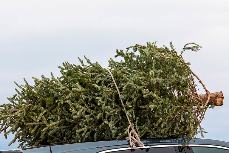 Вырубку елей будут отслеживать с помощью камер – какой штраф грозит