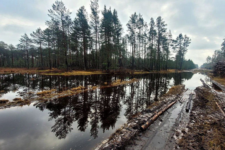 Узнали, какие зарплаты предлагают белорусам в лесхозах