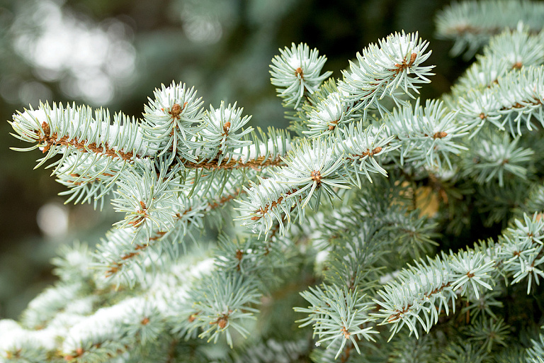 Узнали, как на Минщине можно утилизировать новогодние елки без штрафов
