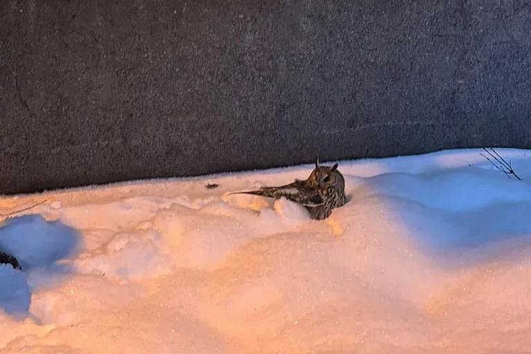 В Минске из сугроба спасли ослабленную сову – подробности истории