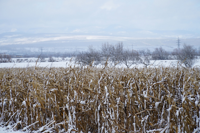 Под Брестом убирали кукурузу с поля в январе – это еще что такое