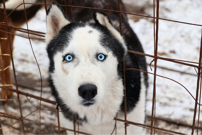 В Москве предлагают услуги телеветеринарии – как это