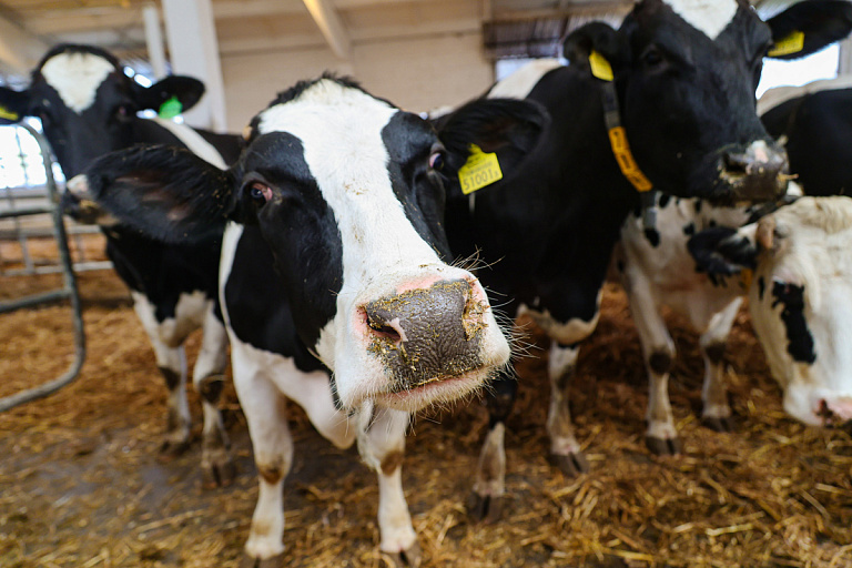 Белорусских быков развернули в России – чем скот не угодил